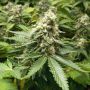 Early Widow Female Advanced Cannabis Seeds