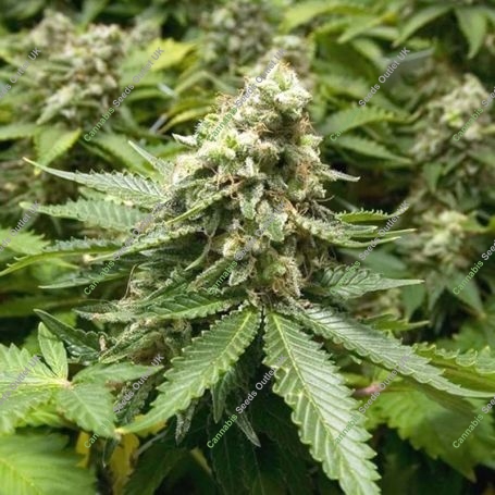 Early Widow Feminized Marijuana Strain by Advanced Seeds For Sale Online at Cannabis Seeds Outlet