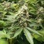Early Widow Feminized Marijuana Strain by Advanced Seeds For Sale Online at Cannabis Seeds Outlet