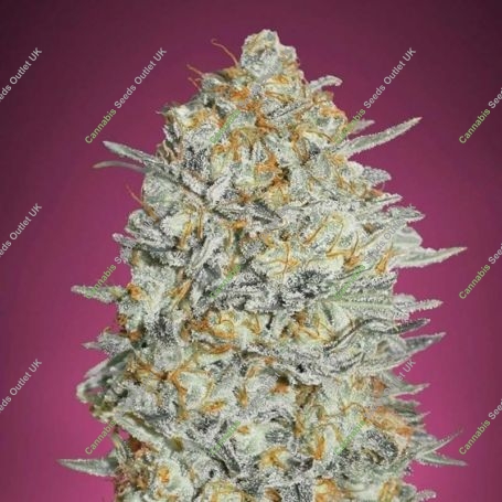 Gelato No.33 Feminized Marijuana Strain by Advanced Seeds For Sale Online at Cannabis Seeds Outlet