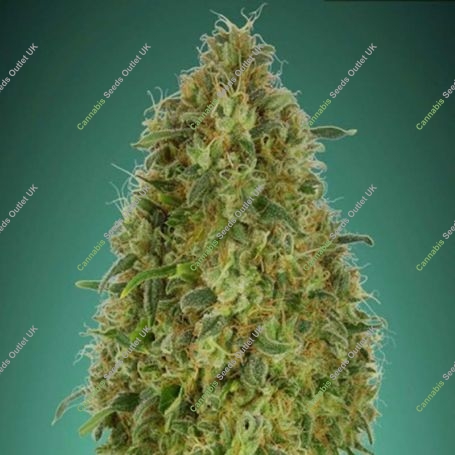 Gorilla Blue Feminized Marijuana Strain by Advanced Seeds For Sale Online at Cannabis Seeds Outlet