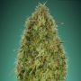 Gorilla Blue Feminized Marijuana Strain by Advanced Seeds For Sale Online at Cannabis Seeds Outlet
