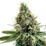 White Amnesia Marijuana Strain by Our Own Weed Breeders For Sale Online at Cannabis Seeds Outlet