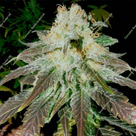 White Walker Cheese Marijuana Strain by Our Own Weed Breeders For Sale Online at Cannabis Seeds Outlet