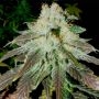 White Walker Cheese Marijuana Strain by Our Own Weed Breeders For Sale Online at Cannabis Seeds Outlet
