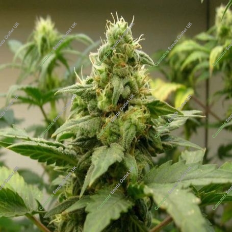 AK47 Diesel Auto Marijuana Strain by Our Own Weed Breeders For Sale Online at Cannabis Seeds Outlet