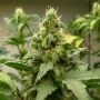AK47 Diesel Auto Marijuana Strain by Our Own Weed Breeders For Sale Online at Cannabis Seeds Outlet