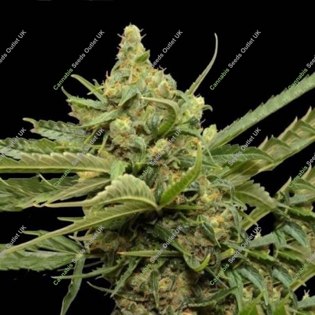 Big Skunk 47 Auto Marijuana Strain by Our Own Weed Breeders For Sale Online at Cannabis Seeds Outlet
