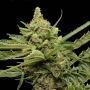 Big Skunk 47 Auto Marijuana Strain by Our Own Weed Breeders For Sale Online at Cannabis Seeds Outlet