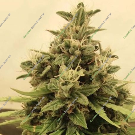Blue Mango Auto Marijuana Strain by Our Own Weed Breeders For Sale Online at Cannabis Seeds Outlet