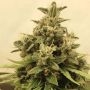 Blue Mango Auto Marijuana Strain by Our Own Weed Breeders For Sale Online at Cannabis Seeds Outlet