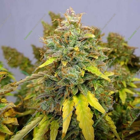 Critical Jack Automatic Marijuana Strain by Our Own Weed Breeders For Sale Online at Cannabis Seeds Outlet