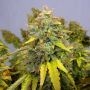 Critical Jack Automatic Marijuana Strain by Our Own Weed Breeders For Sale Online at Cannabis Seeds Outlet