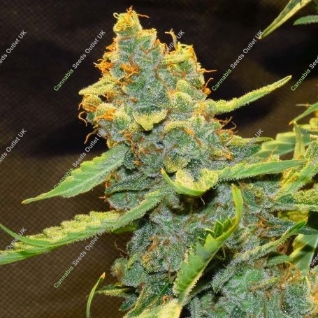 Critical Lights Auto Marijuana Strain by Our Own Weed Breeders For Sale Online at Cannabis Seeds Outlet