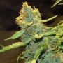 Critical Lights Auto Marijuana Strain by Our Own Weed Breeders For Sale Online at Cannabis Seeds Outlet