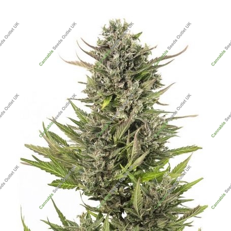 Double Big Bud Auto Marijuana Strain by Our Own Weed Breeders For Sale Online at Cannabis Seeds Outlet