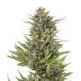 Double Big Bud Auto Marijuana Strain by Our Own Weed Breeders For Sale Online at Cannabis Seeds Outlet