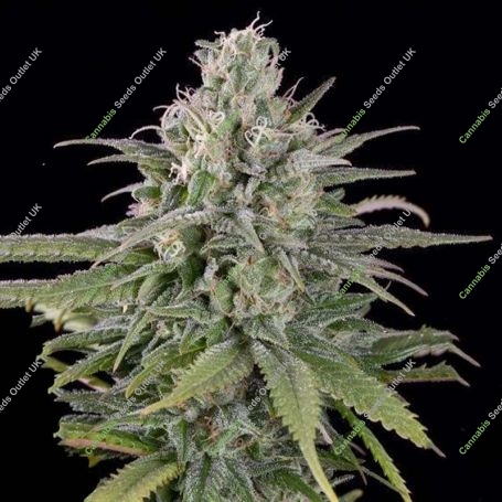 Exodus Cheese Auto Marijuana Strain by Our Own Weed Breeders For Sale Online at Cannabis Seeds Outlet
