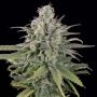 Exodus Cheese Auto Marijuana Strain by Our Own Weed Breeders For Sale Online at Cannabis Seeds Outlet