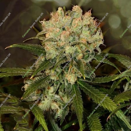 Monster Cheese Auto Marijuana Strain by Our Own Weed Breeders For Sale Online at Cannabis Seeds Outlet