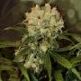 Monster Cheese Auto Marijuana Strain by Our Own Weed Breeders For Sale Online at Cannabis Seeds Outlet