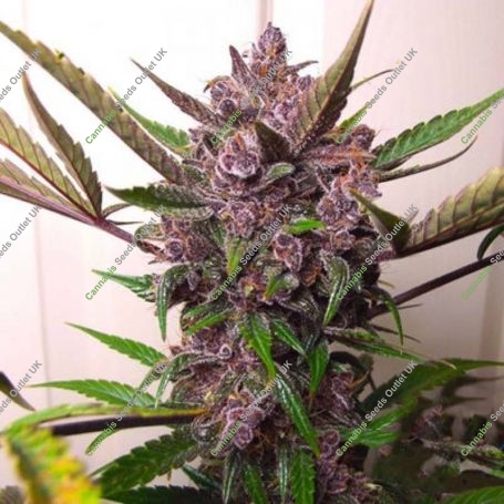 Monster Purple Auto Marijuana Strain by Our Own Weed Breeders For Sale Online at Cannabis Seeds Outlet