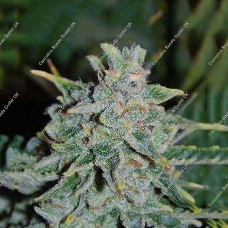 Northern Light Blue Auto Marijuana Strain by Our Own Weed Breeders For Sale Online at Cannabis Seeds Outlet