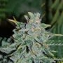 Northern Light Blue Auto Marijuana Strain by Our Own Weed Breeders For Sale Online at Cannabis Seeds Outlet