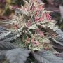 Short Berry Skunk Auto Marijuana Strain by Our Own Weed Breeders For Sale Online at Cannabis Seeds Outlet