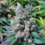 Super Jack Auto Marijuana Strain by Our Own Weed Breeders For Sale Online at Cannabis Seeds Outlet