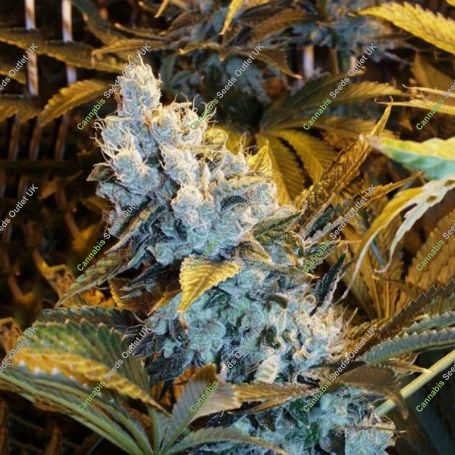 Turbo Diesel Auto Marijuana Strain by Our Own Weed Breeders For Sale Online at Cannabis Seeds Outlet