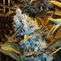 Turbo Diesel Auto Marijuana Strain by Our Own Weed Breeders For Sale Online at Cannabis Seeds Outlet