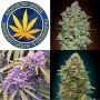 Advanced Seeds Cannabis Strain Auto Collection Marijuana Seeds Original Collector Souvenir Authentic Packaging Packs