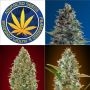 Advanced Seeds Auto Collection Smoke Buds Weed Ganja Skunk Dope Pot Images Pics Nuggets