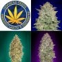 Auto Collection by Advanced Seeds THC Content Potency Strength CBD Height Yield Flowering Time Indica Sativa Genetics