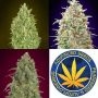 Auto Collection Marijuana Seeds by Advanced Seeds Buy Online Cheap Discounted Feminised Female Cannabis Seeds Special Offers