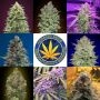 Auto Collection Marijuana Strain by Advanced Seeds For Sale Online at Cannabis Seeds Outlet