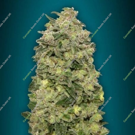 Afghan Skunk Auto Feminized Marijuana Strain by Advanced Seeds For Sale Online at Cannabis Seeds Outlet