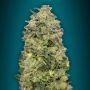 Afghan Skunk Auto Feminized Marijuana Strain by Advanced Seeds For Sale Online at Cannabis Seeds Outlet