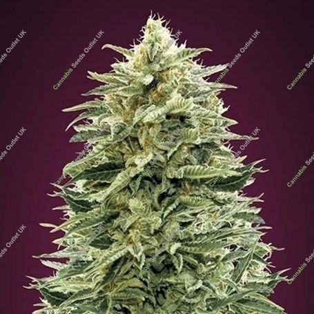 Amnesia Auto Feminized Marijuana Strain by Advanced Seeds For Sale Online at Cannabis Seeds Outlet