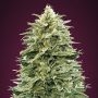 Amnesia Auto Feminized Marijuana Strain by Advanced Seeds For Sale Online at Cannabis Seeds Outlet