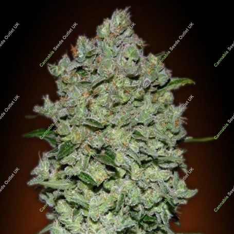 Biodiesel Mass Auto Feminized Marijuana Strain by Advanced Seeds For Sale Online at Cannabis Seeds Outlet