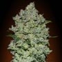 Biodiesel Mass Auto Feminized Marijuana Strain by Advanced Seeds For Sale Online at Cannabis Seeds Outlet