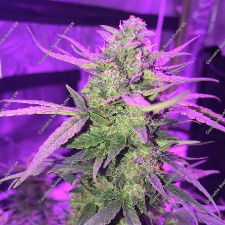 Black Diesel Auto Feminized Marijuana Strain by Advanced Seeds For Sale Online at Cannabis Seeds Outlet