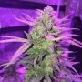 Black Diesel Auto Feminized Marijuana Strain by Advanced Seeds For Sale Online at Cannabis Seeds Outlet