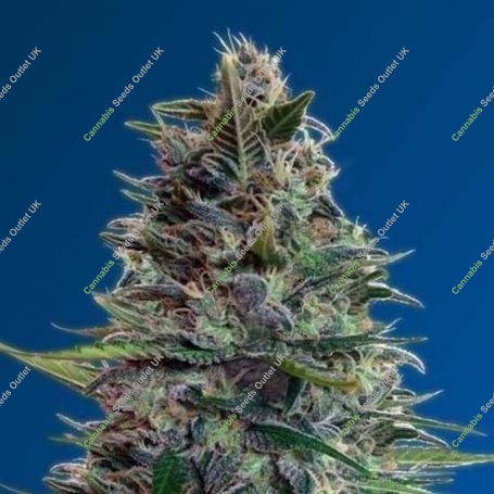 Blue Diesel Auto Feminized Marijuana Strain by Advanced Seeds For Sale Online at Cannabis Seeds Outlet