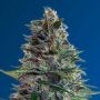 Blue Diesel Auto Feminized Marijuana Strain by Advanced Seeds For Sale Online at Cannabis Seeds Outlet