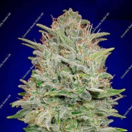 Critical Mass Auto Feminized Marijuana Strain by Advanced Seeds For Sale Online at Cannabis Seeds Outlet