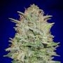 Critical Mass Auto Feminized Marijuana Strain by Advanced Seeds For Sale Online at Cannabis Seeds Outlet