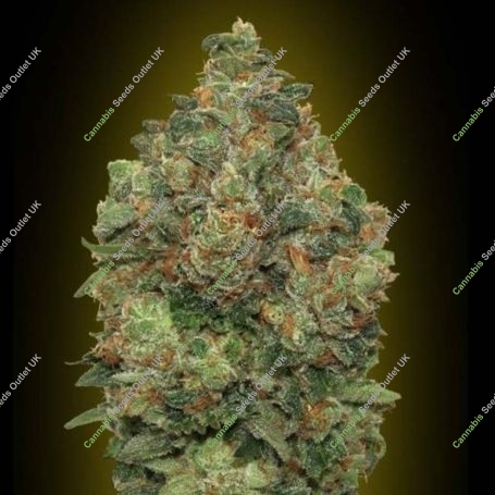 Critical Soma Auto Feminized Marijuana Strain by Advanced Seeds For Sale Online at Cannabis Seeds Outlet